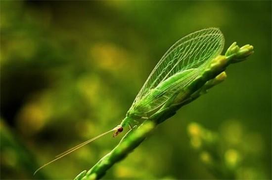 世界上十大益虫有哪些动物？带你了解十大最常见到的益虫