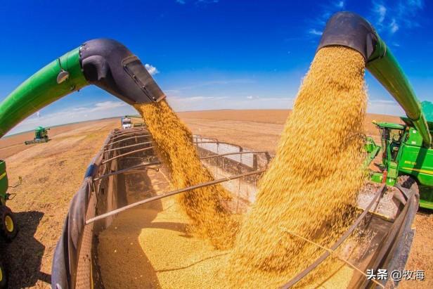 美国大豆亩产量一般多少斤？是中国大豆的1.6倍，为何差距这么大？
