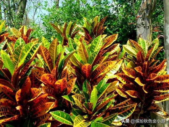 西双版纳有什么好玩的地方？西双版纳好玩的景点推荐