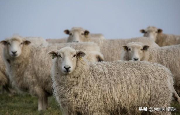 农村养养羊50只一年赚多少钱？养羊的成本案例简析