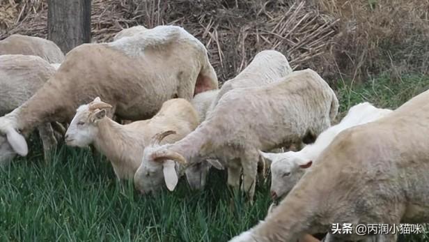 农村养养羊50只一年赚多少钱？养羊的成本案例简析