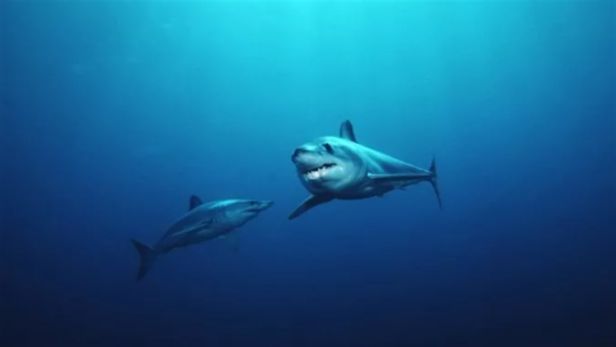 世界上最小的鲨鱼有多小，带你了解各式各样的鲨鱼？