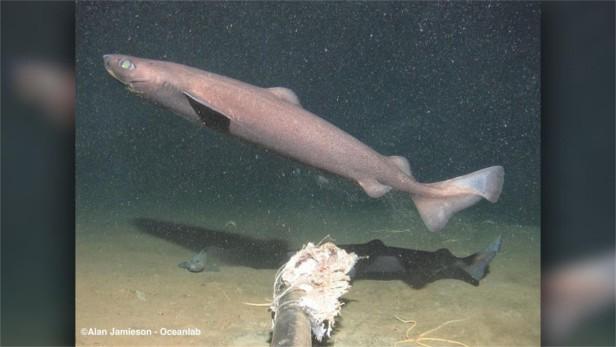 世界上最小的鲨鱼有多小，带你了解各式各样的鲨鱼？