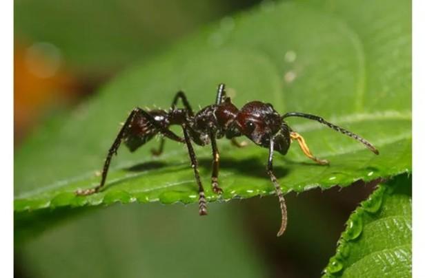 热带雨林里有什么动物？热带雨林中最奇怪生物一览