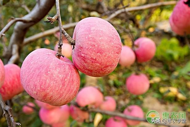 今年红富士苹果一斤多少钱？哪里的苹果比较受欢迎？