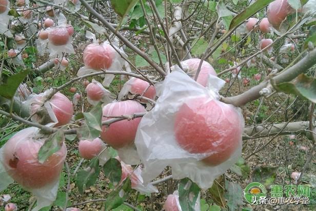 今年红富士苹果一斤多少钱？哪里的苹果比较受欢迎？