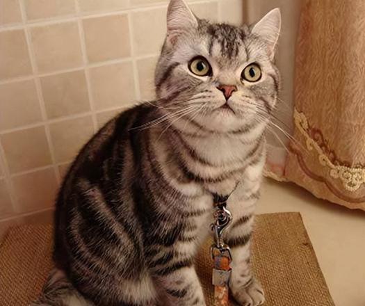 常见宠物猫品种及图片（宠物猫性格及价钱和寿命一览）
