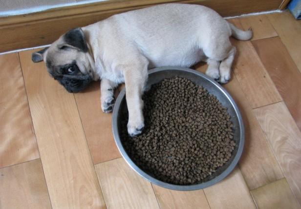 巴哥犬市场价多少钱一只（巴哥犬的饲养注意事项）