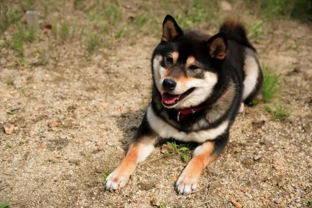 白色柴犬多少钱一只（不同颜色的柴犬价格一览）