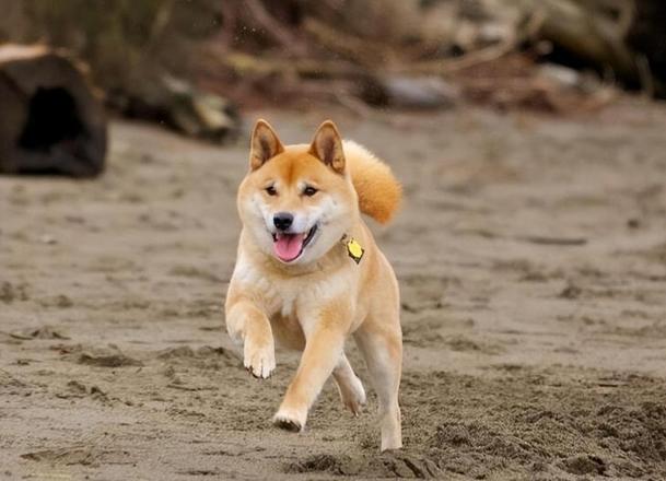 白色柴犬多少钱一只（不同颜色的柴犬价格一览）