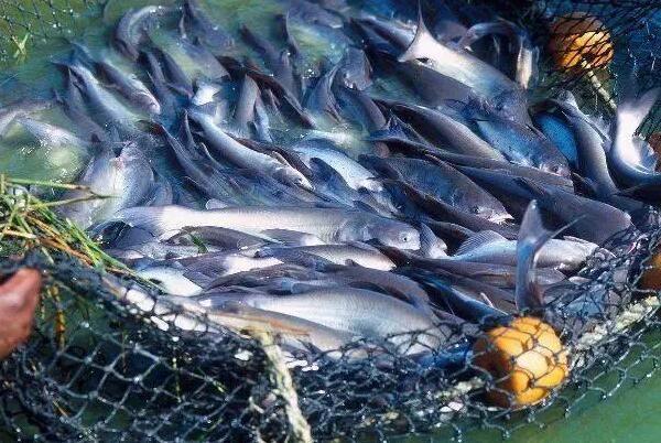 为何巴沙鱼是世界上最脏的鱼，为什么小孩子不能吃巴沙鱼？
