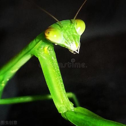 螳螂为什么要吃掉自己的配偶?公螳螂是自愿被吃掉吗?