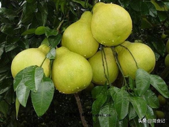 柚子是什么季节的水果，中国哪里的柚子好吃呢？