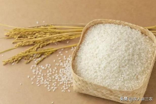 水稻价格今日价一斤多少钱（全国稻谷价格一览）