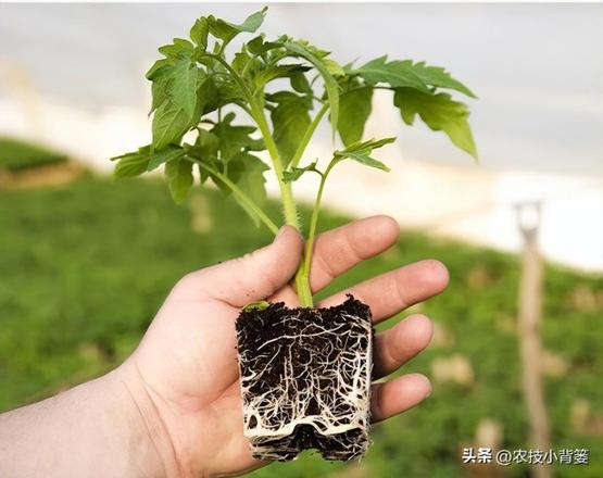 春季蔬菜什么时候育苗？从选种播种到苗前苗后管理教会你