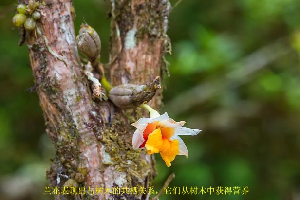 什么是生物共栖关系？盘点自然界中生物共栖的10个例子