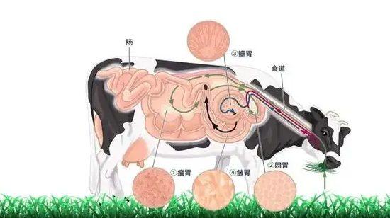 牛百叶是牛的哪个部位的肉呢（图解牛百叶究竟是牛的哪个胃）