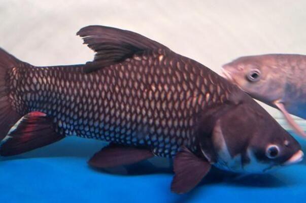 世界十大巨型淡水鱼有哪些，湄公河巨型鲶鱼排第一位