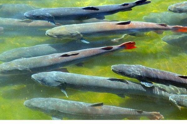 世界十大巨型淡水鱼有哪些，湄公河巨型鲶鱼排第一位