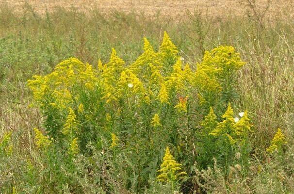 世界公认的十大恶性杂草是什么：加拿大的一枝黄花位列第四