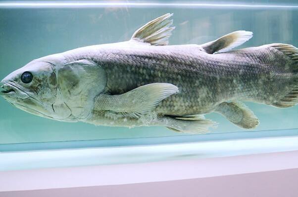 世界最神秘古老的十种鱼是什么：甲胄鱼居首，弹涂鱼排第二