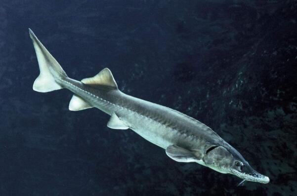 世界最神秘古老的十种鱼是什么：甲胄鱼居首，弹涂鱼排第二