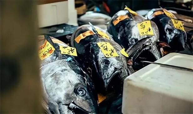 目前世界上最贵的海鲜是什么？最贵的5大海鲜一公斤鱼肉卖20万
