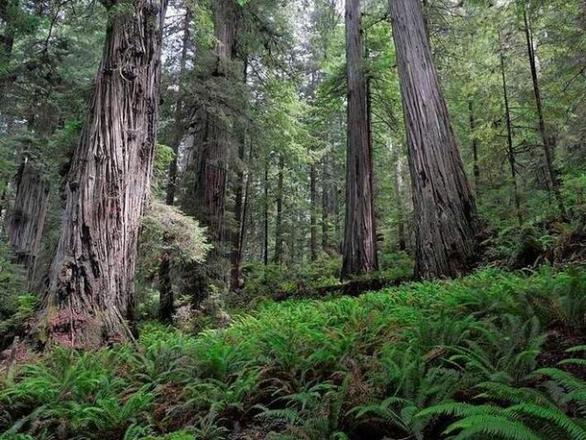 世界上生长最快的10种植物是什么：藻类上榜，竹子排第一