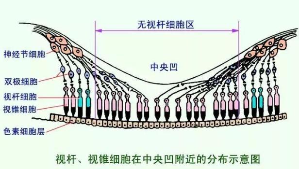 人眼像素真的有5.76亿吗 人眼的像素有多高分辨率呢