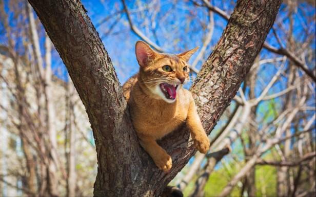 在猫界中猫咪智商排行榜一览(猫咪有智商区别吗)