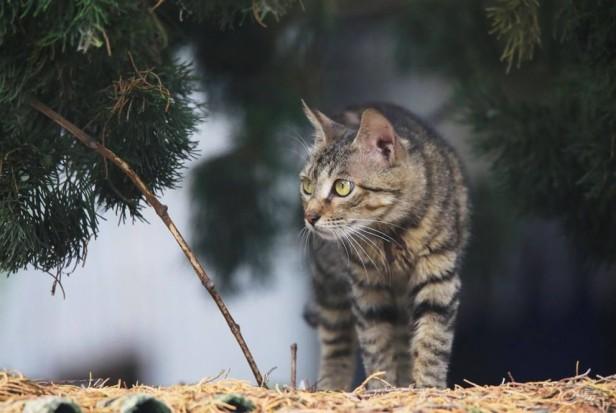 宠物猫咪智商排行榜(盘点猫咪有智商区别吗)