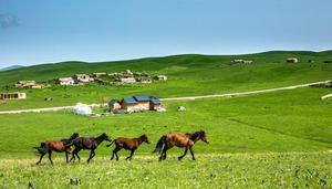 新疆成立自治区是哪一年