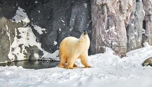 北极熊的生活习性