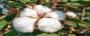 水洗棉花和棉花的区别是什么
