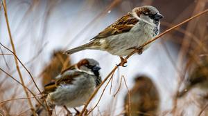 怎样防止鸟吃种子