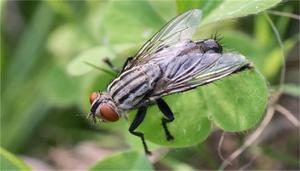 苍蝇和蚊子是动物吗