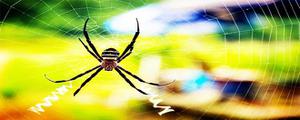 蜘蛛为什么能把网结在空中