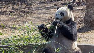 大熊猫名字的来历是什么
