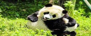 大熊猫喜欢吃什么东西