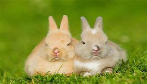 兔子的寿命有多少年