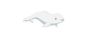 白鲸的别称是什么
