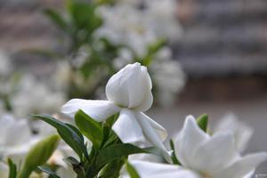 栀子花的花语是什么