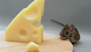 樟脑丸可以防老鼠吗