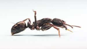蚂蚁是昆虫吗