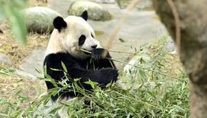 大熊猫的习性是什么
