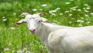 羊反绒是什么材质