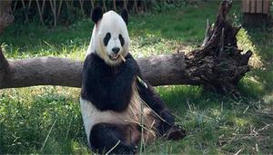大熊猫是冬眠的动物吗