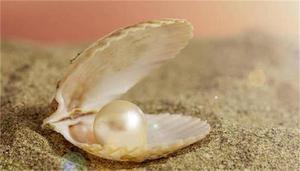 珍珠是蚌壳的什么