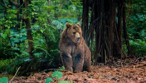 棕熊是有害动物吗