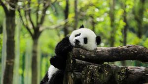 大熊猫只吃竹子的原因